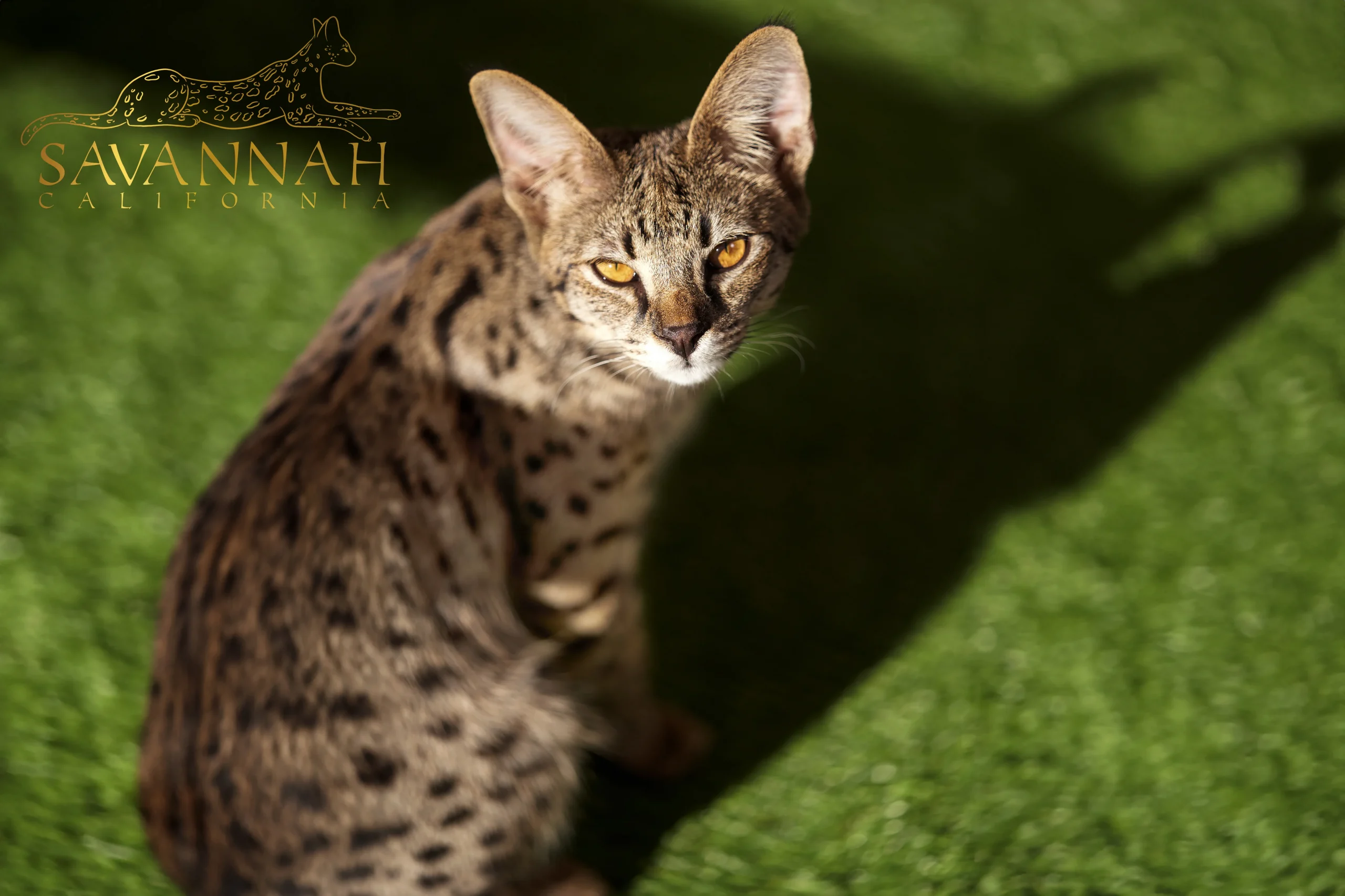 Savannah Cat