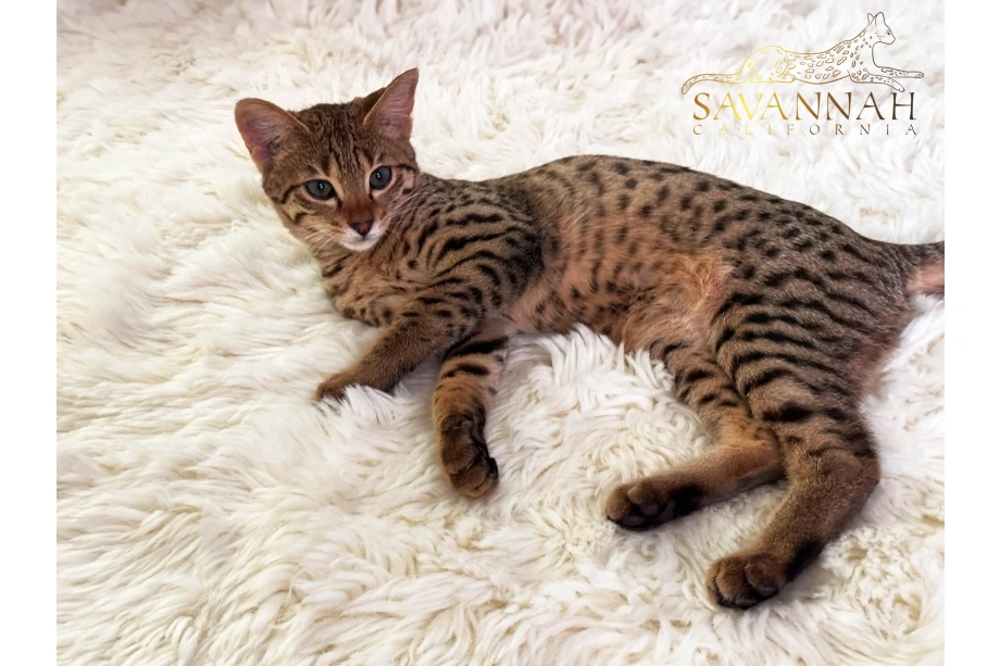 Savannah F2, female, 3 months old