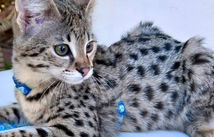 Savannah cat