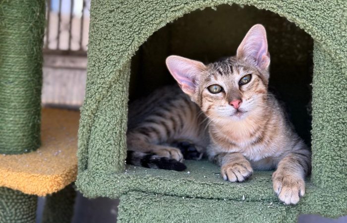 Savannah cat