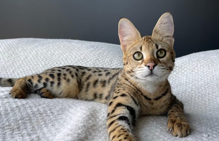 Savannah cat