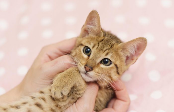 Savannah cat