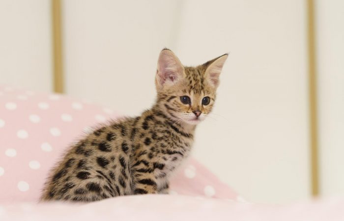 Savannah cat