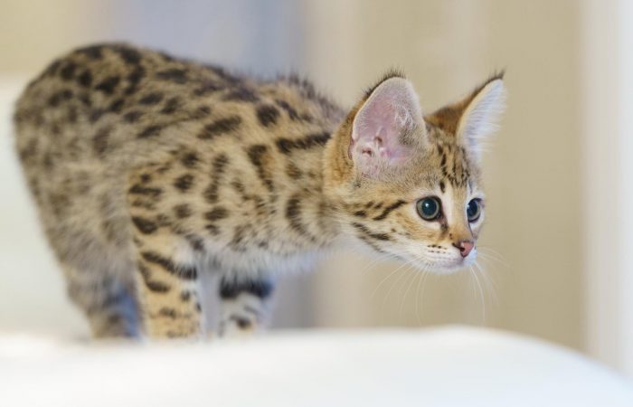 Savannah cat