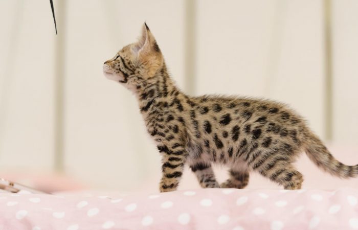 Savannah cat