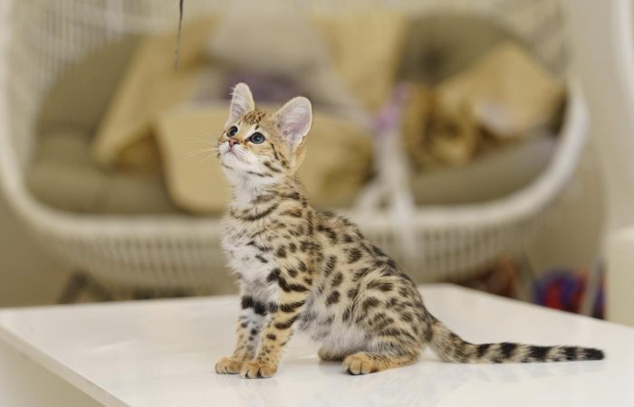 Savannah cat