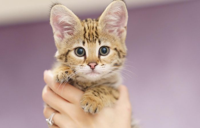 Savannah cat