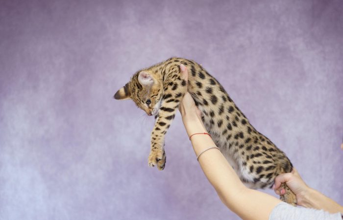 Savannah cat