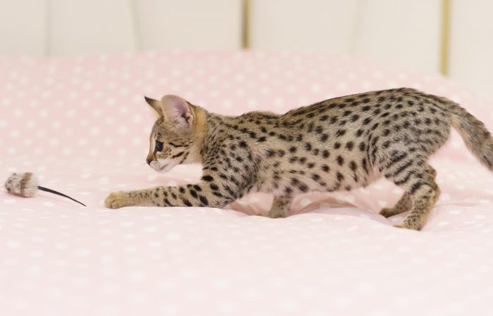 Savannah cat