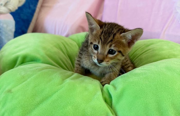 Savannah cat