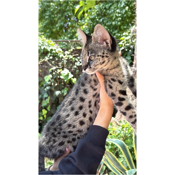 F1 PH Savannah "Moonshadow"