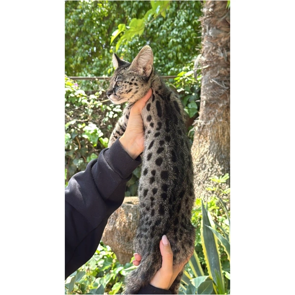 F1 PH Savannah "Moonshadow"