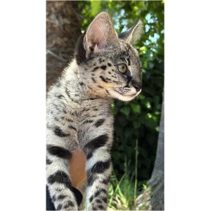 Savannah F1HP Female