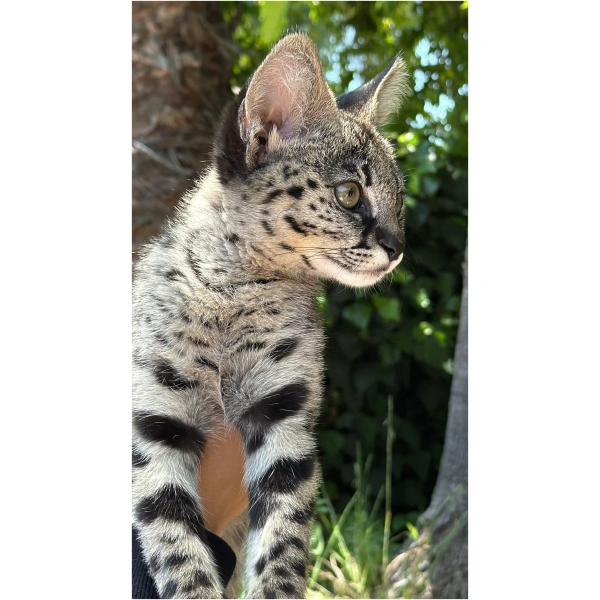 Savannah F1HP Female
