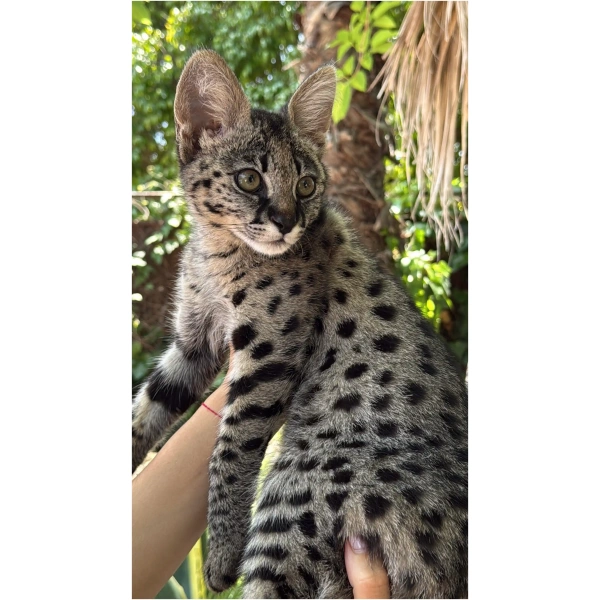 Savannah F1HP Female