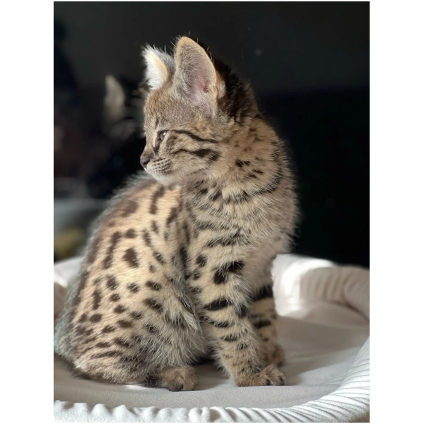 F1 Savannah "Luna Vibe"