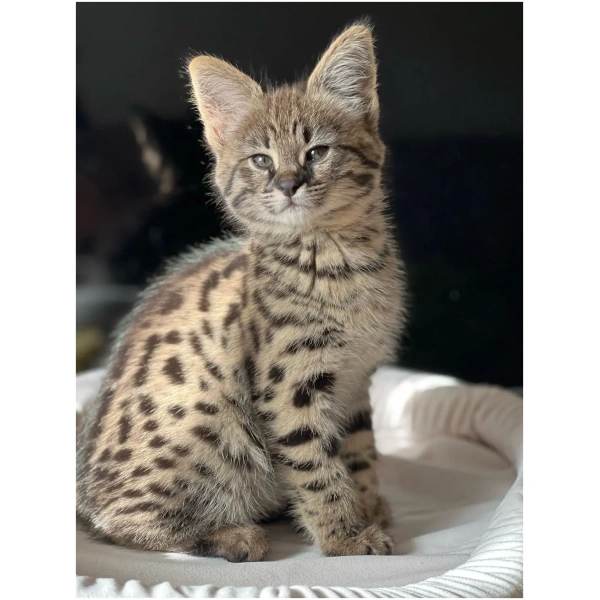 F1 Savannah "Luna Vibe"