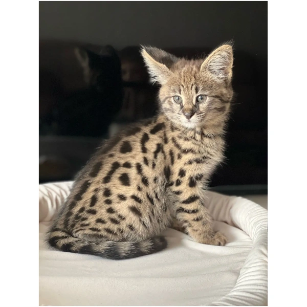 F1 Savannah "Luna Vibe"