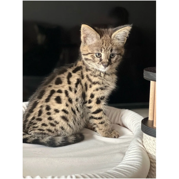 F1 Savannah "Luna Vibe"