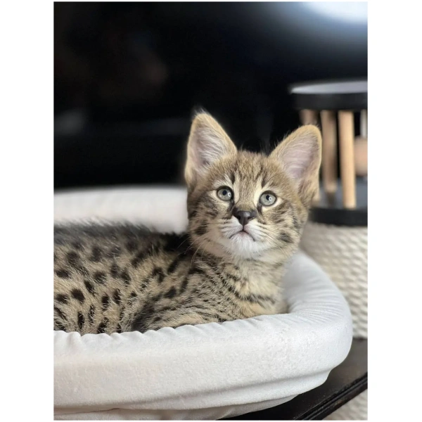 F1 Savannah "Solomia"