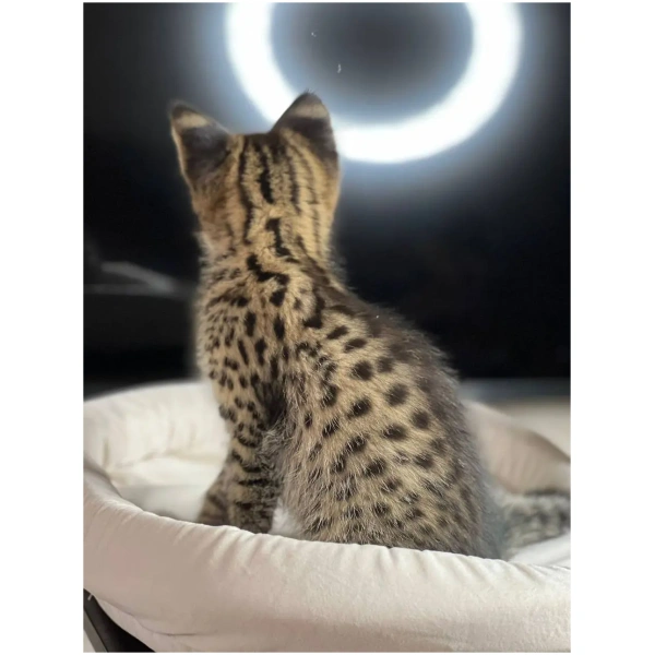 F1 Savannah "Solomia"