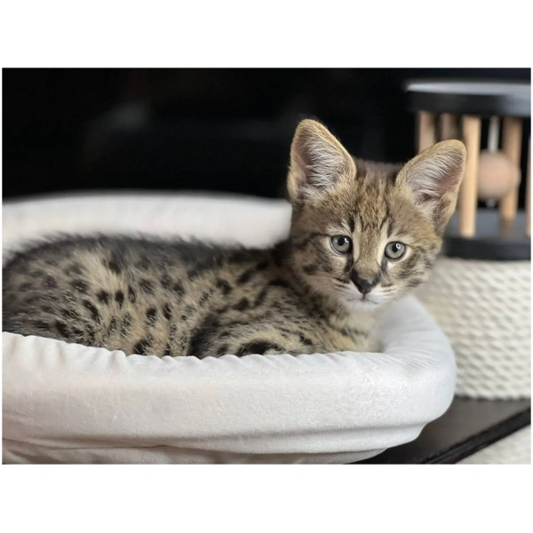 F1 Savannah "Solomia"