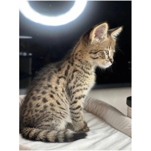 F1 Savannah "Solomia"